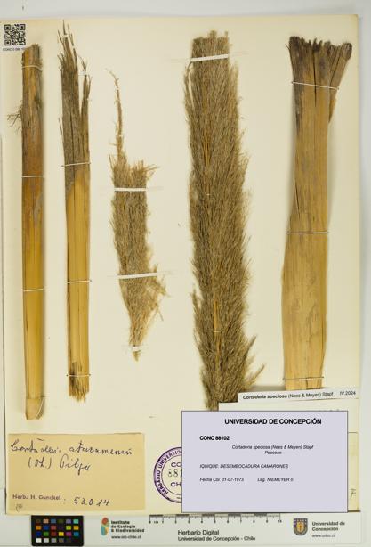 Cortaderia speciosa [Espécimen: UDEC:CONC:0088102]