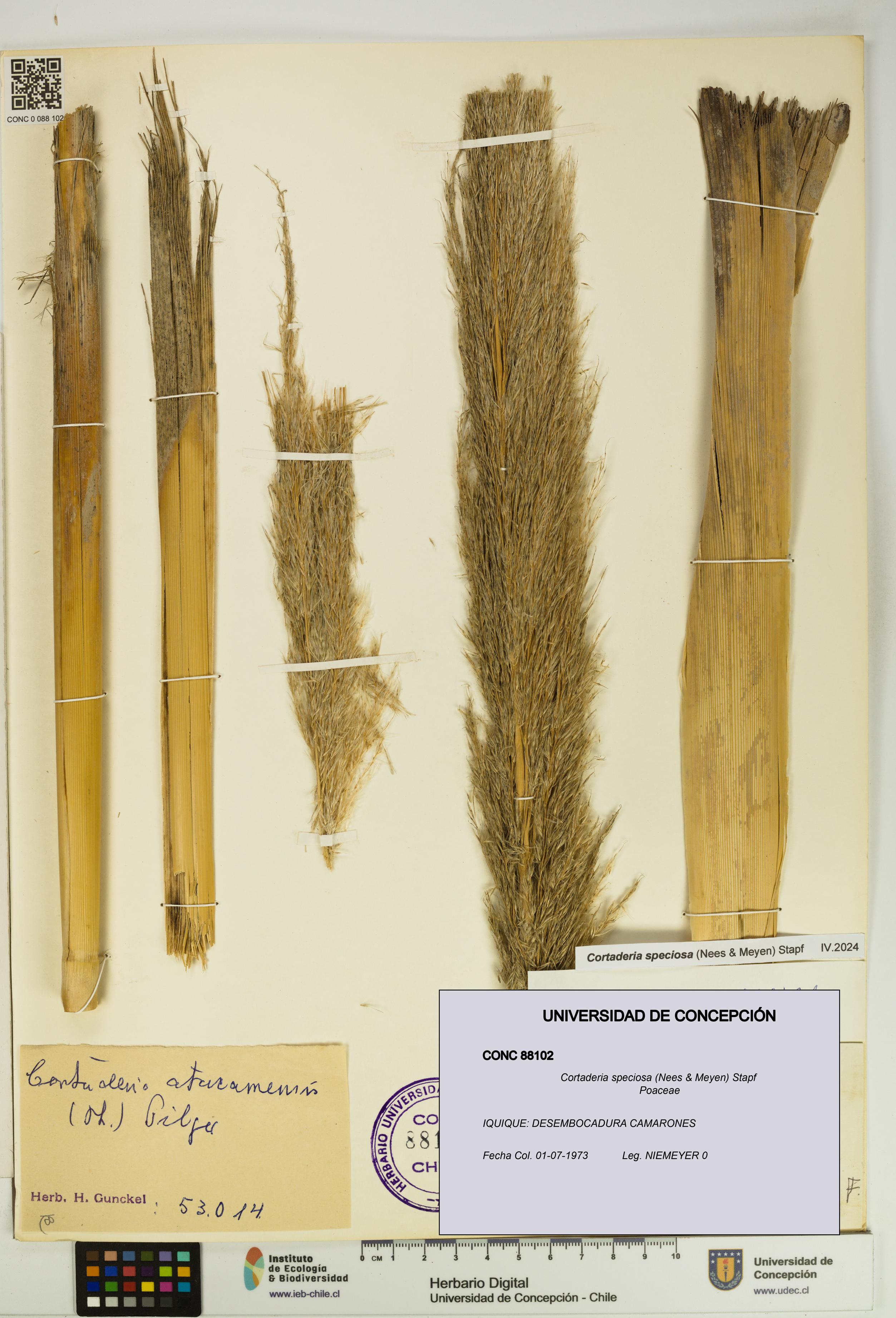Cortaderia speciosa [Espécimen: UDEC:CONC:0088102]