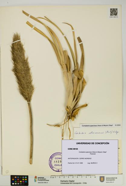 Cortaderia speciosa [Espécimen: UDEC:CONC:0088103]