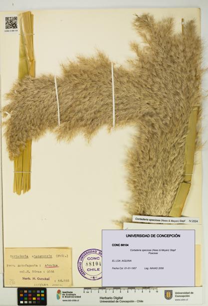 Cortaderia speciosa [Espécimen: UDEC:CONC:0088104]