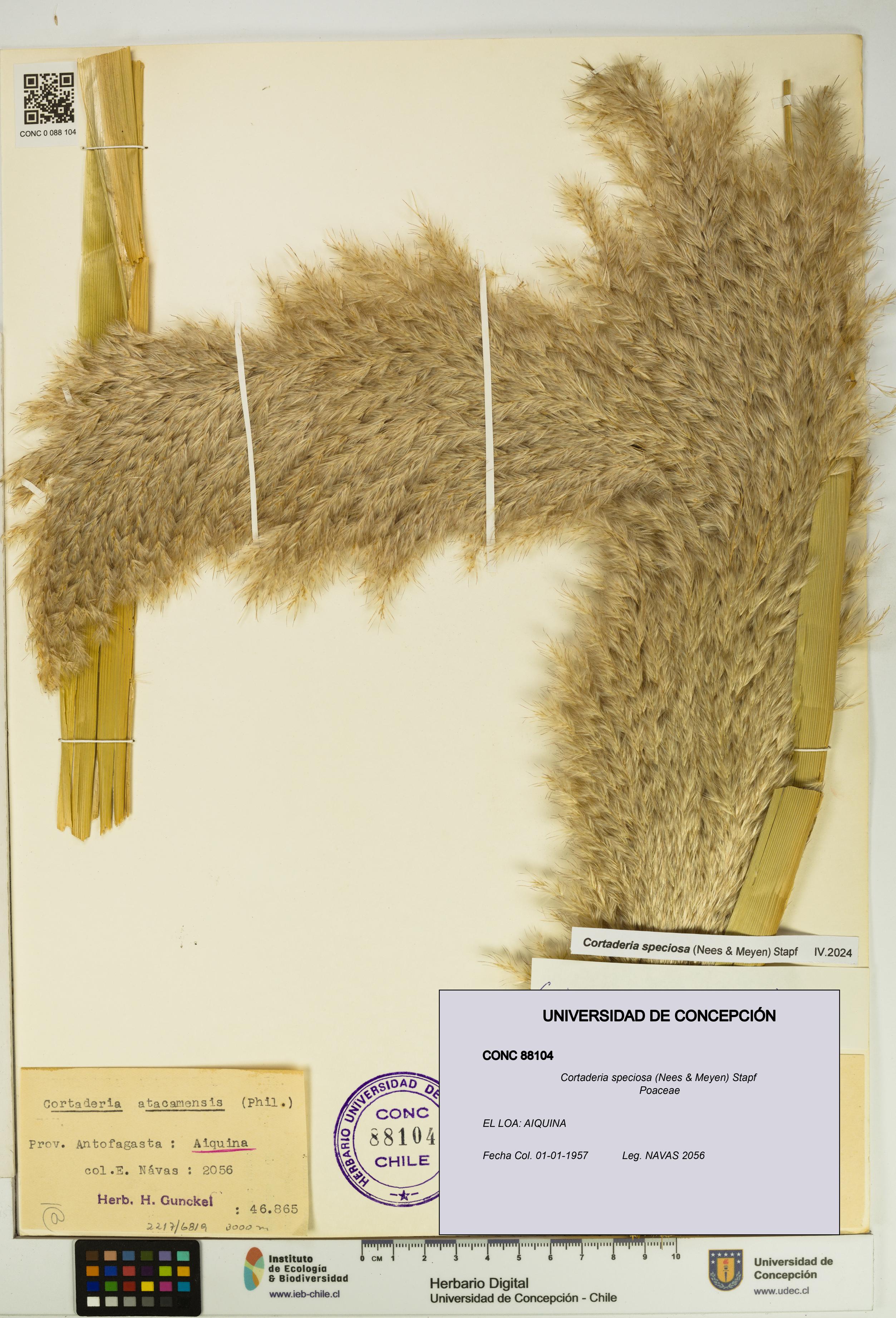 Cortaderia speciosa [Espécimen: UDEC:CONC:0088104]