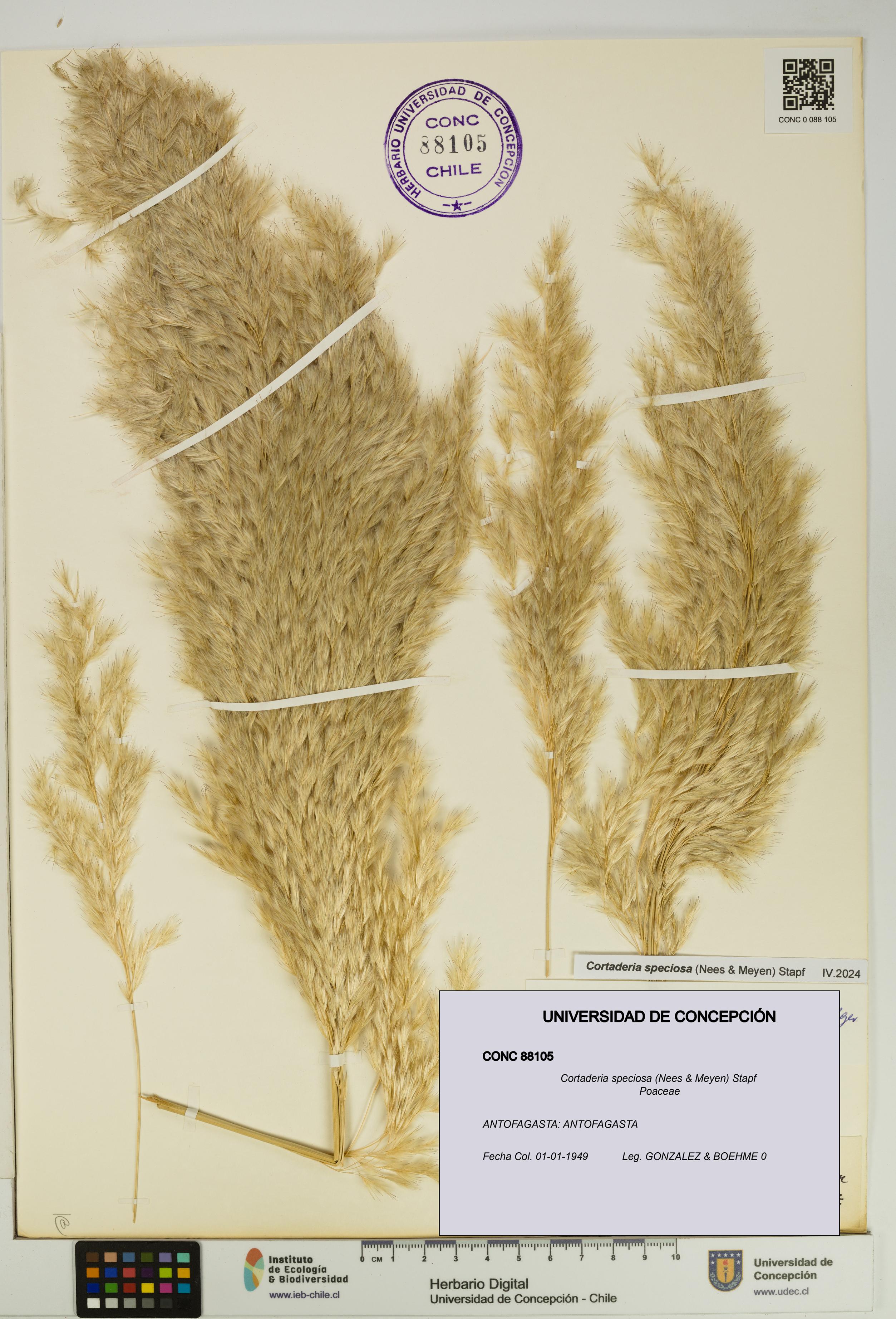 Cortaderia speciosa [Espécimen: UDEC:CONC:0088105]