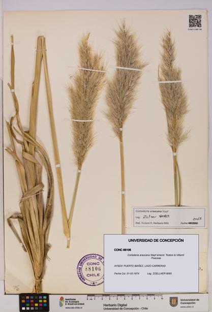 Cortaderia araucana [Espécimen: UDEC:CONC:0088106]