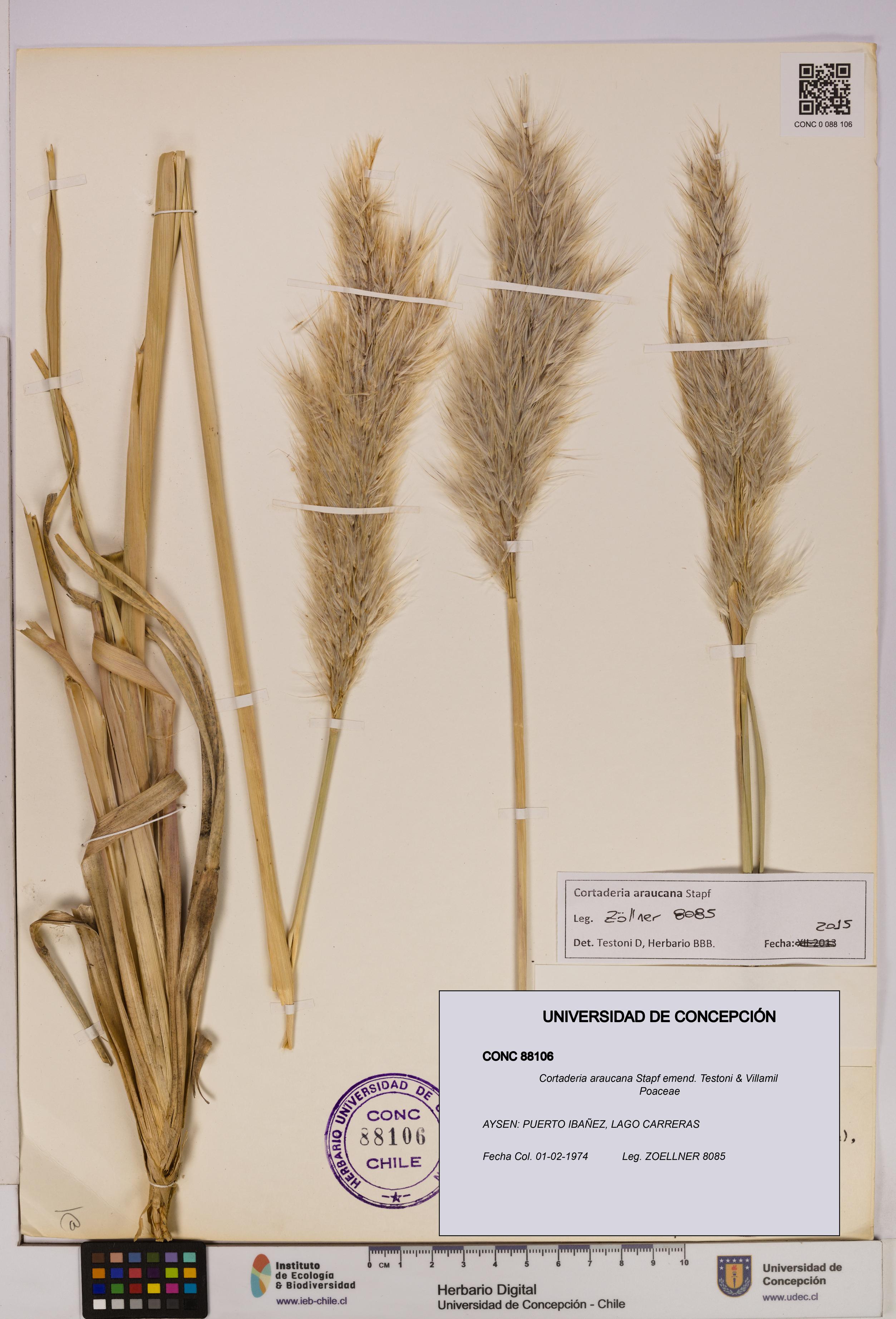 Cortaderia araucana [Espécimen: UDEC:CONC:0088106]