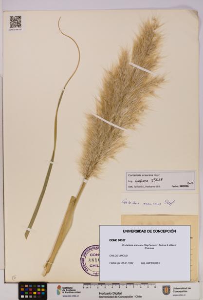 Cortaderia araucana [Espécimen: UDEC:CONC:0088107]