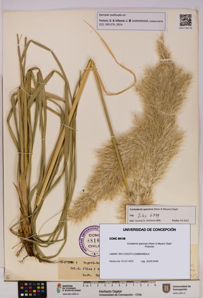 Cortaderia speciosa [Espécimen: UDEC:CONC:0088108]