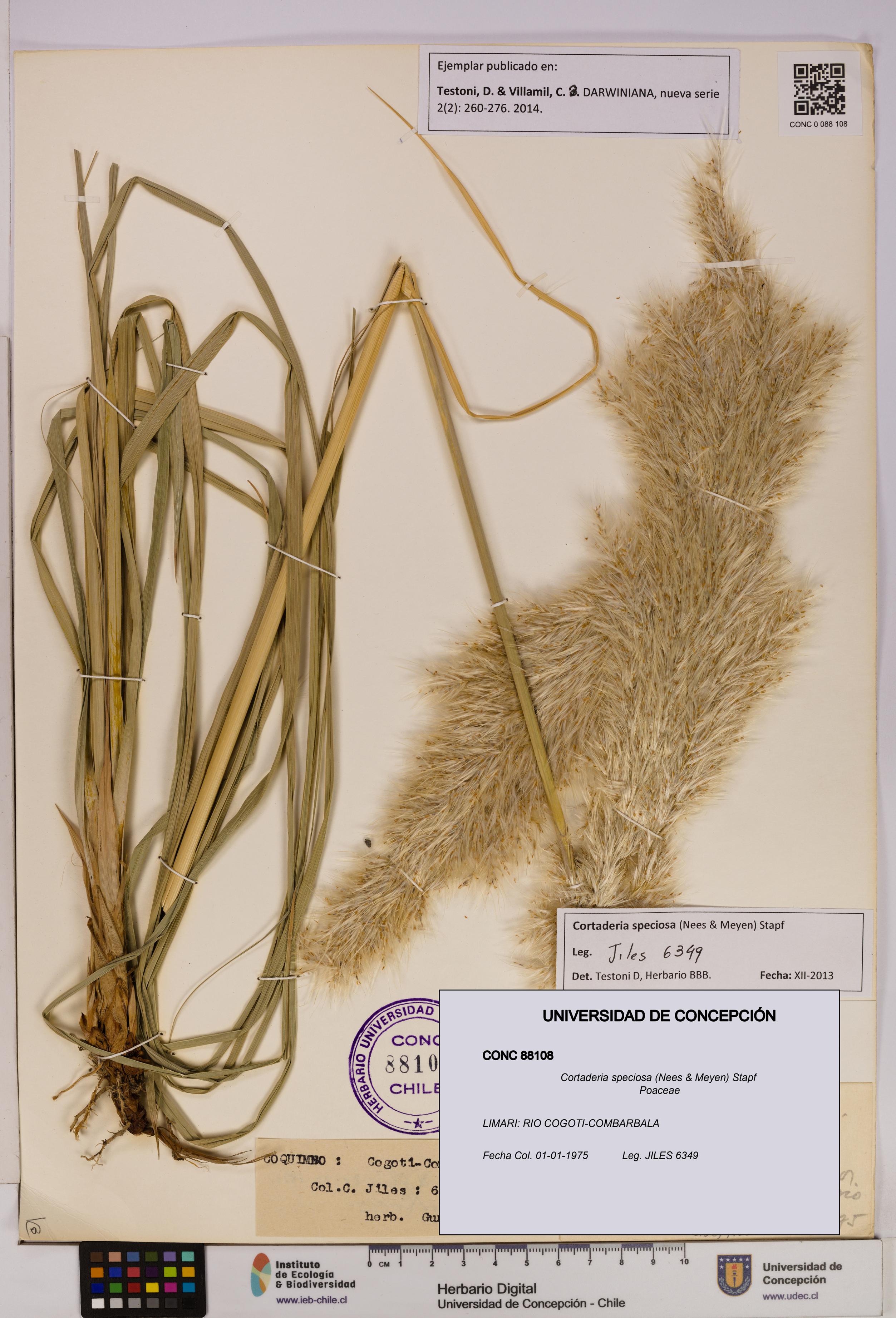 Cortaderia speciosa [Espécimen: UDEC:CONC:0088108]