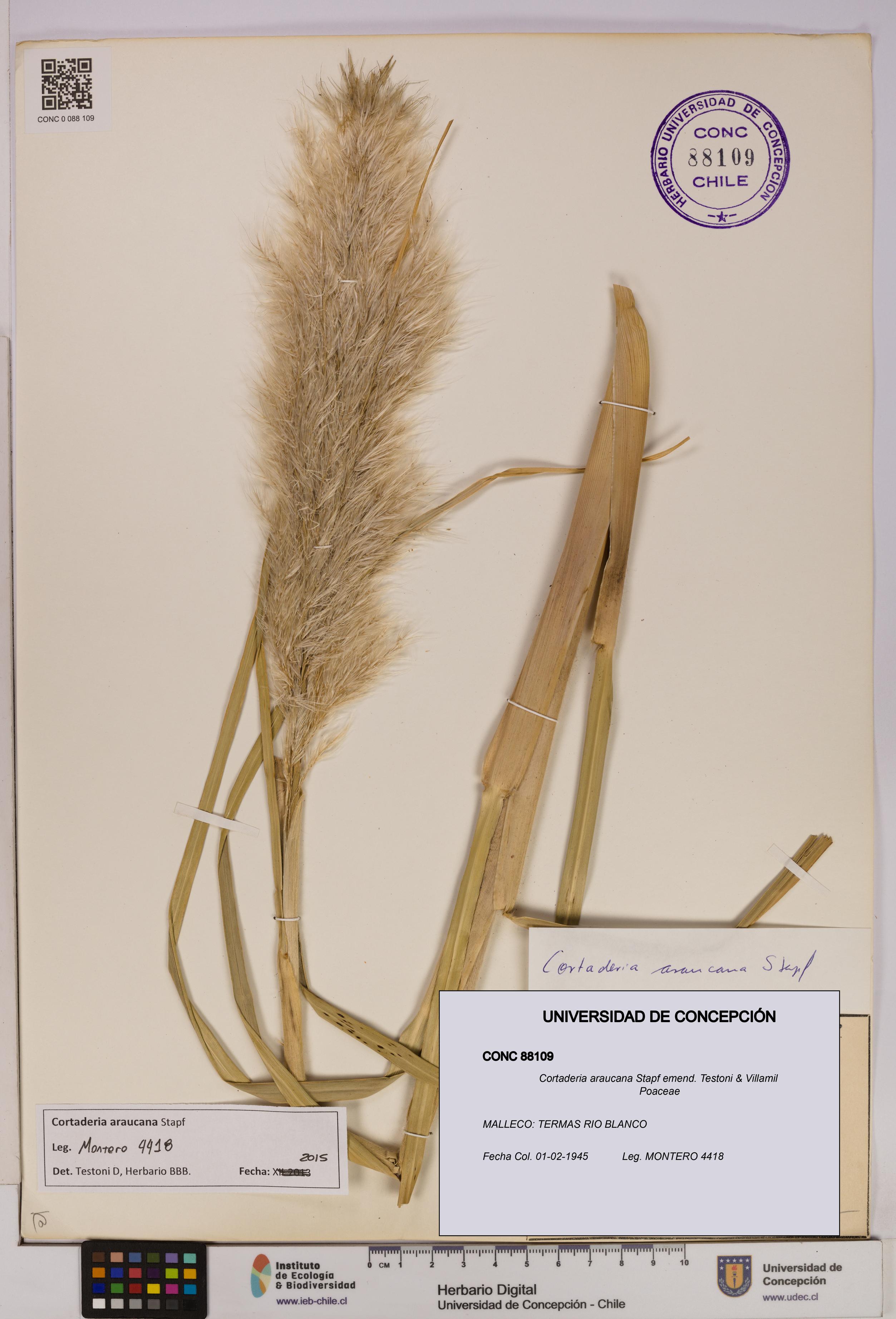 Cortaderia araucana [Espécimen: UDEC:CONC:0088109]
