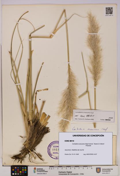 Cortaderia araucana [Espécimen: UDEC:CONC:0088110]