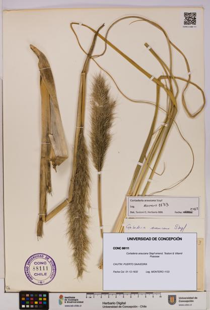 Cortaderia araucana [Espécimen: UDEC:CONC:0088111]