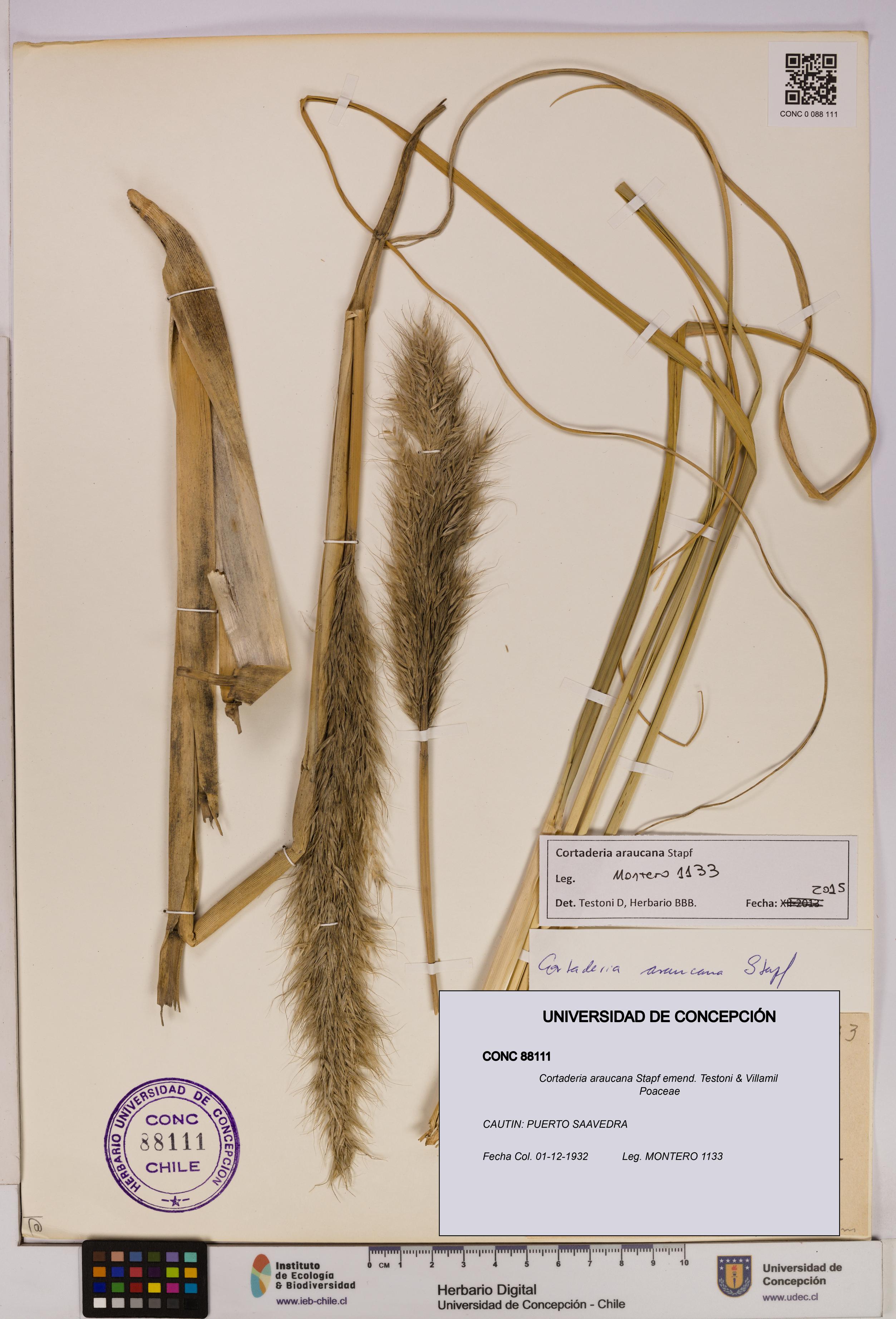 Cortaderia araucana [Espécimen: UDEC:CONC:0088111]