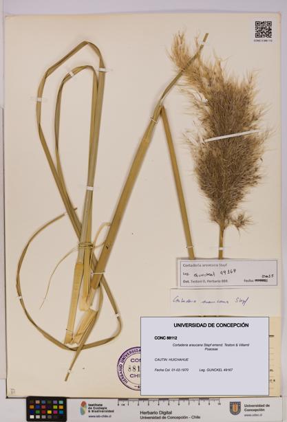 Cortaderia araucana [Espécimen: UDEC:CONC:0088112]