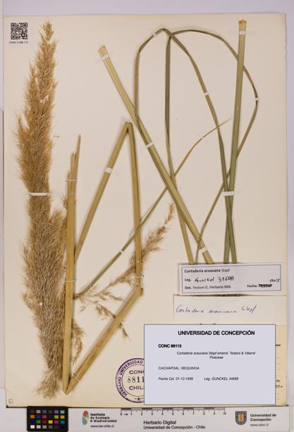 Cortaderia araucana [Espécimen: UDEC:CONC:0088113]