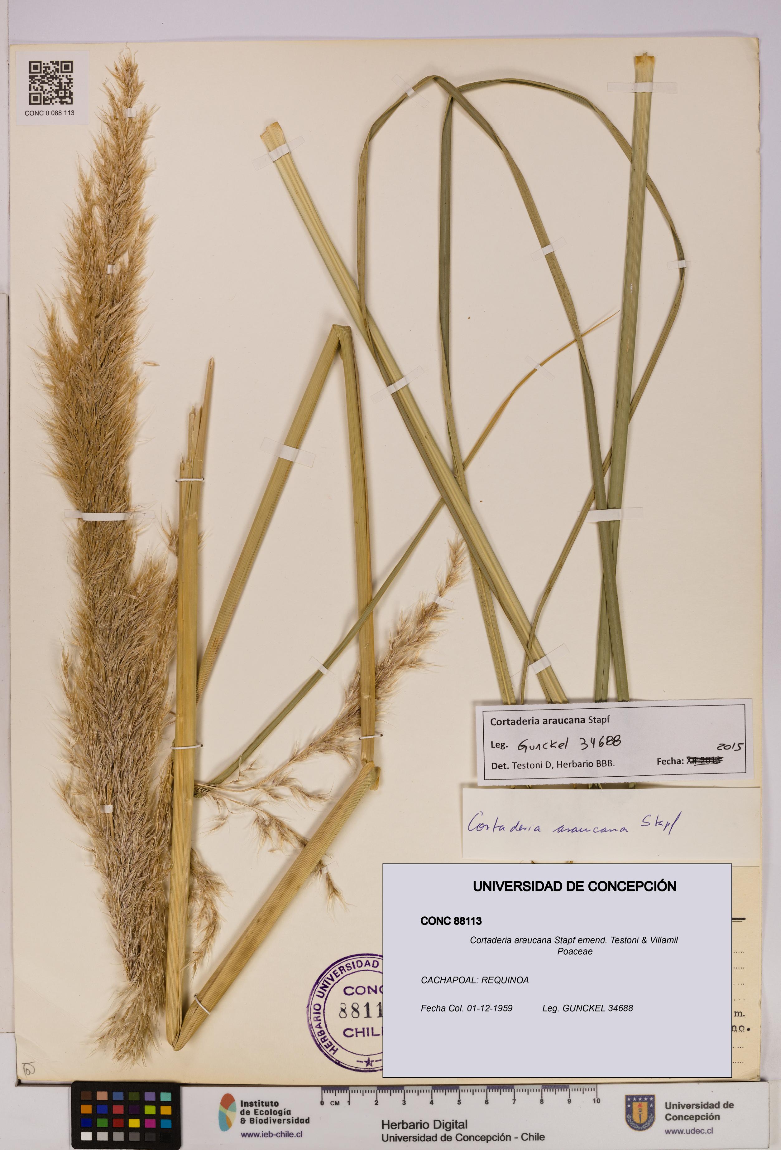 Cortaderia araucana [Espécimen: UDEC:CONC:0088113]