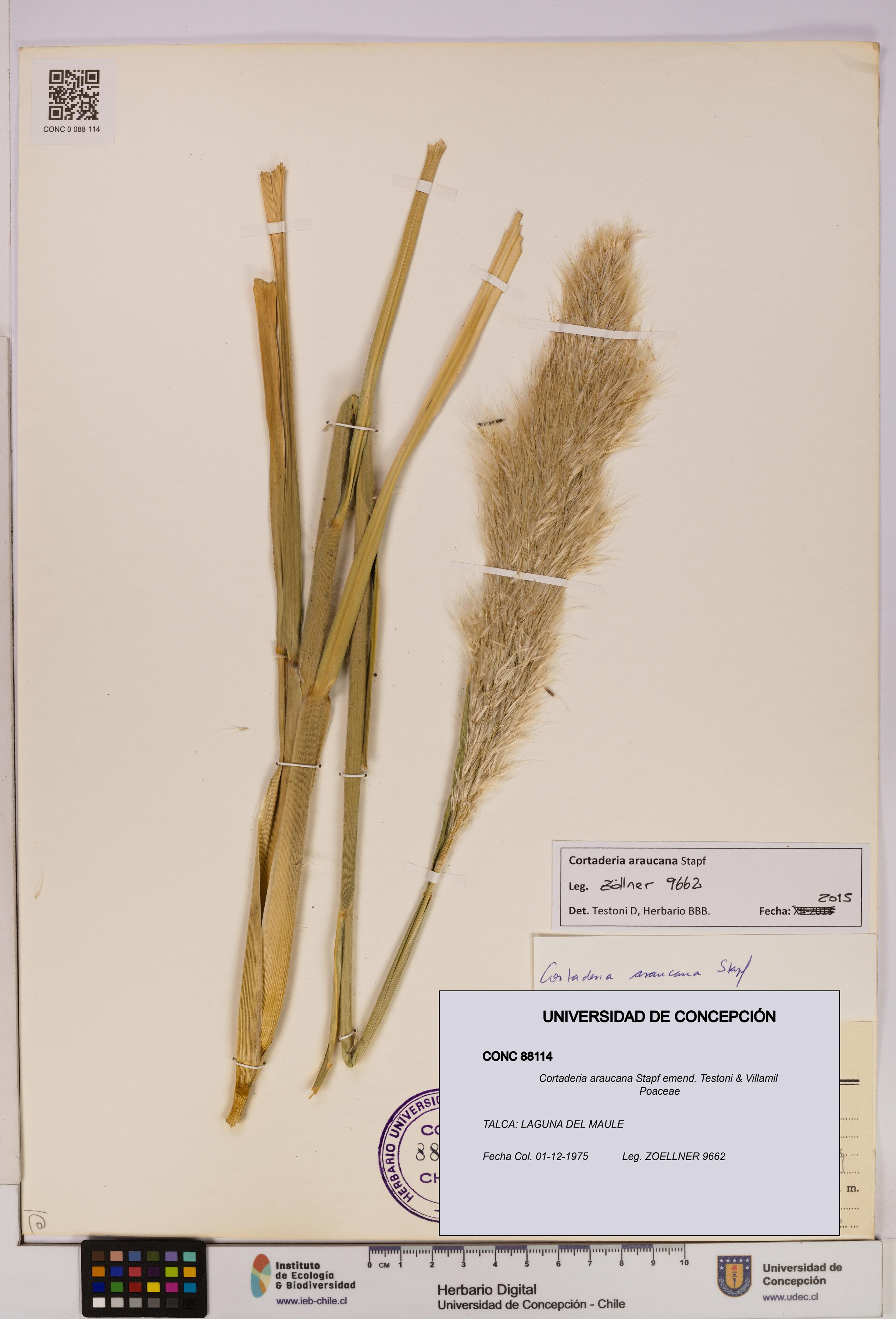 Cortaderia araucana [Espécimen: UDEC:CONC:0088114]