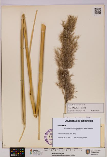 Cortaderia araucana [Espécimen: UDEC:CONC:0088115]
