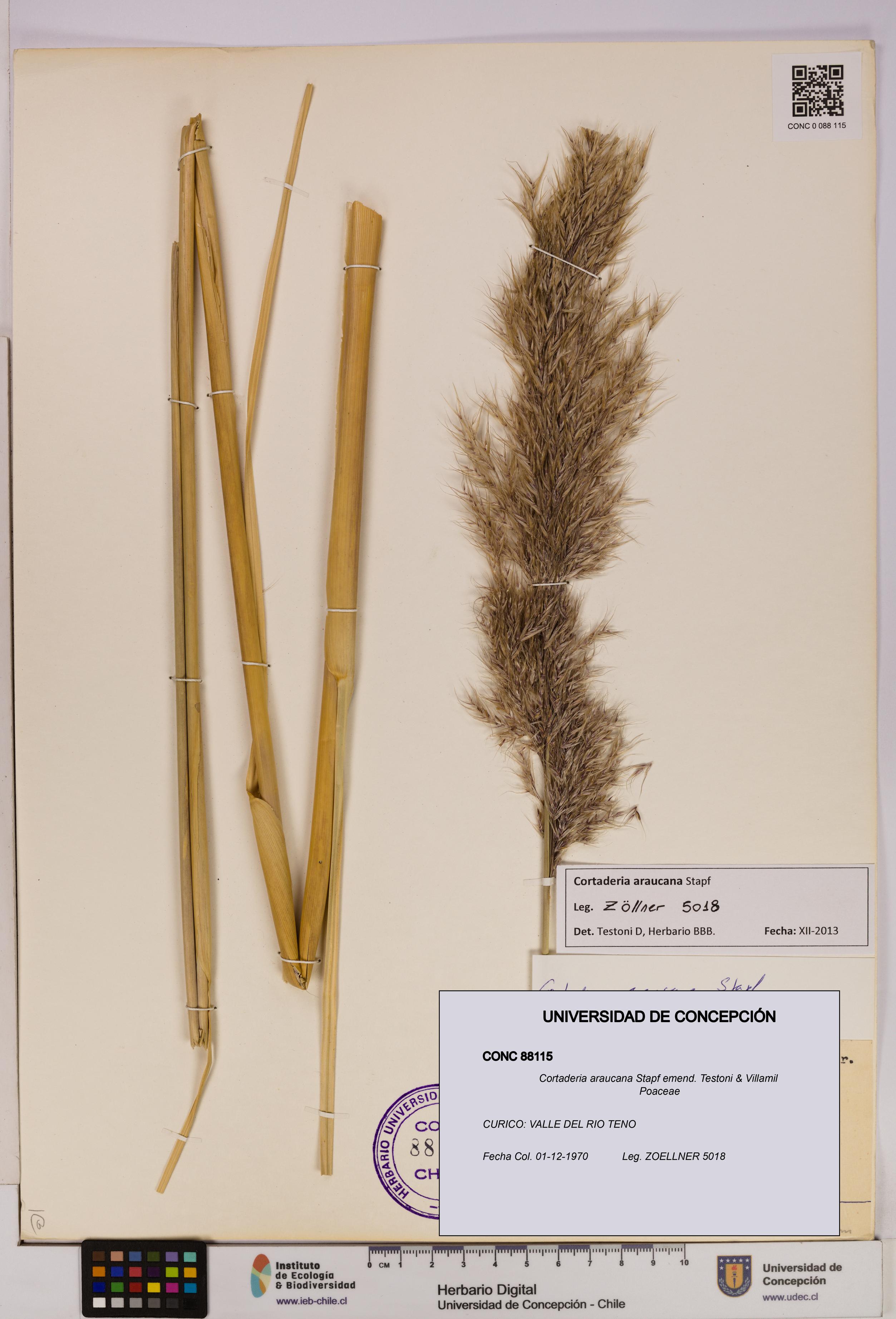 Cortaderia araucana [Espécimen: UDEC:CONC:0088115]
