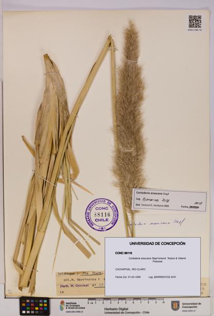 Cortaderia araucana [Espécimen: UDEC:CONC:0088116]