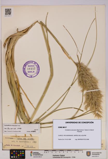 Cortaderia araucana [Espécimen: UDEC:CONC:0088117]