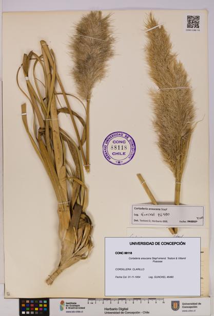 Cortaderia araucana [Espécimen: UDEC:CONC:0088118]