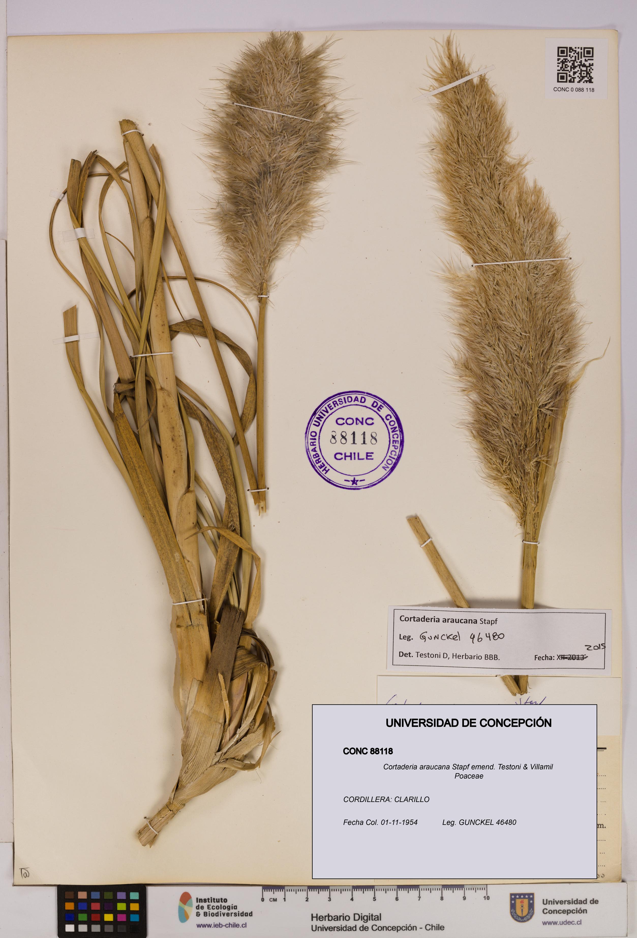 Cortaderia araucana [Espécimen: UDEC:CONC:0088118]