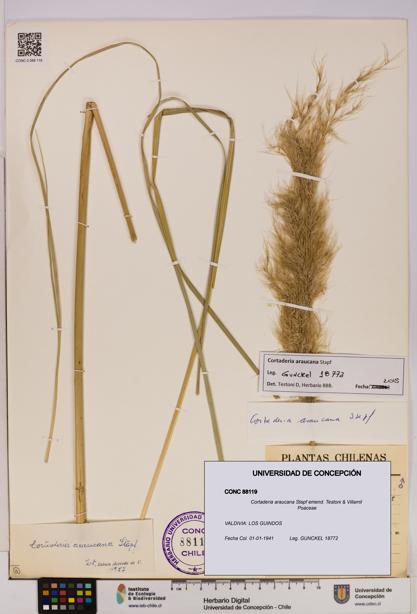 Cortaderia araucana [Espécimen: UDEC:CONC:0088119]