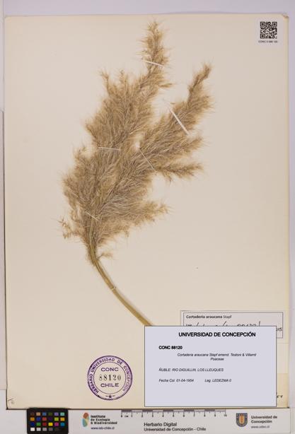 Cortaderia araucana [Espécimen: UDEC:CONC:0088120]
