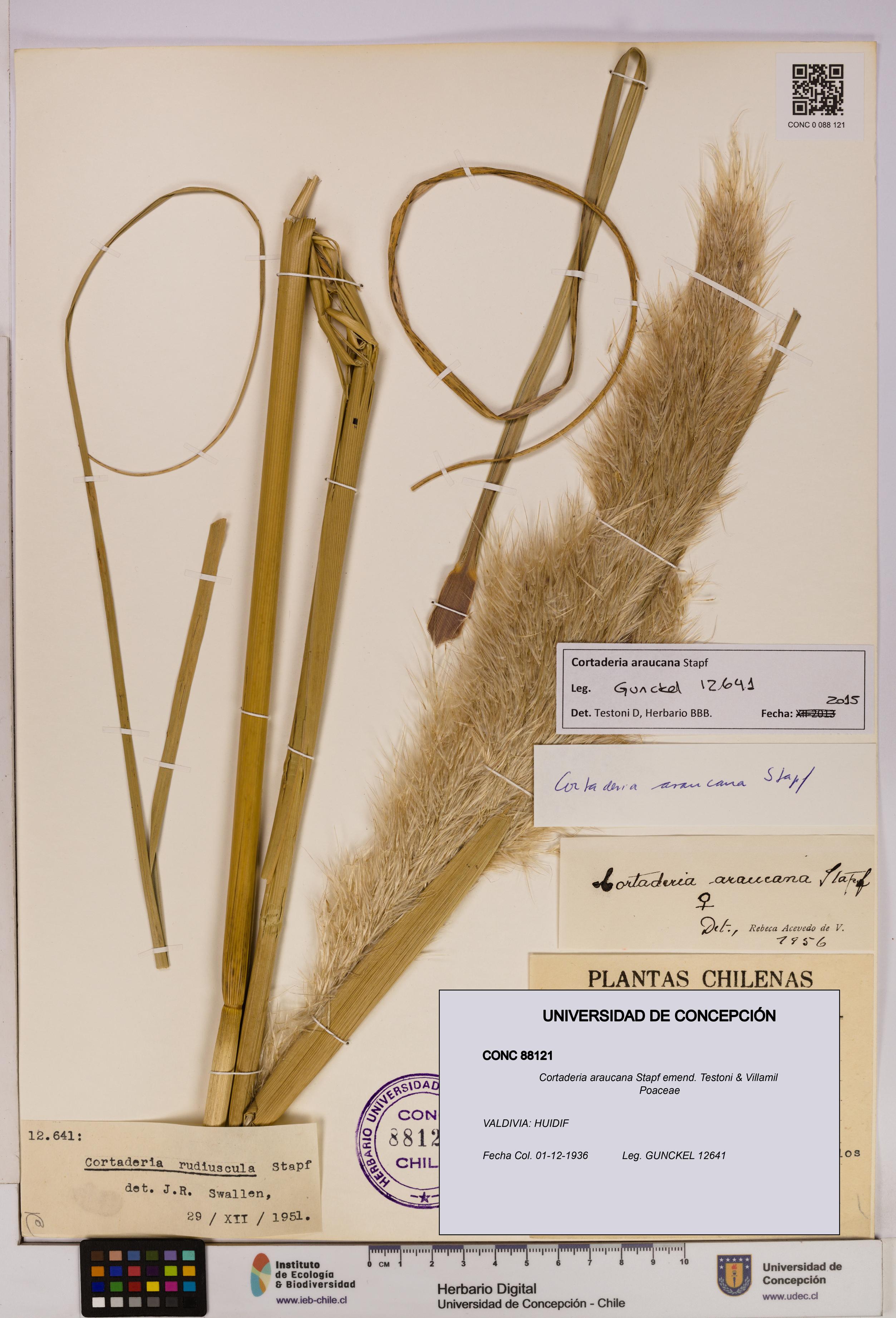 Cortaderia araucana [Espécimen: UDEC:CONC:0088121]