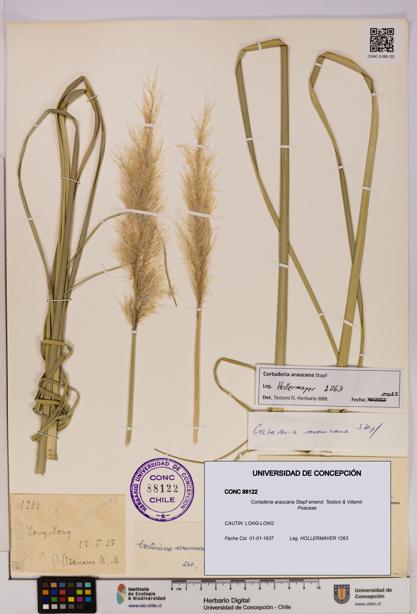 Cortaderia araucana [Espécimen: UDEC:CONC:0088122]