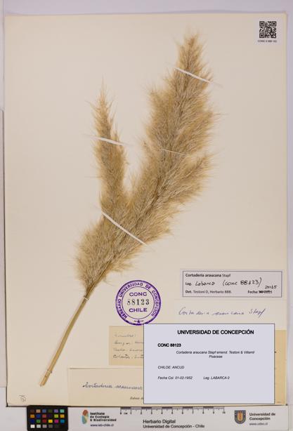 Cortaderia araucana [Espécimen: UDEC:CONC:0088123]
