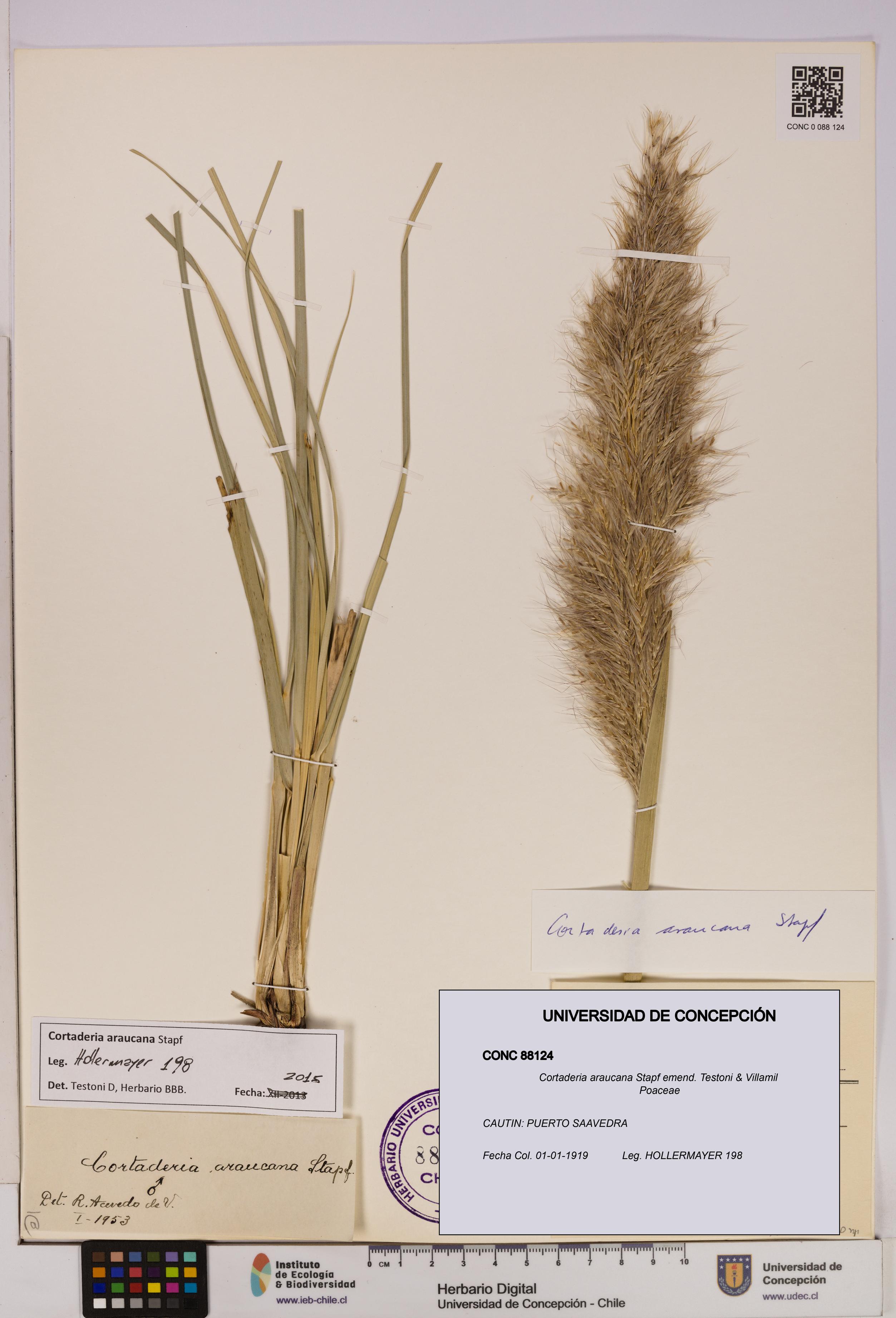 Cortaderia araucana [Espécimen: UDEC:CONC:0088124]