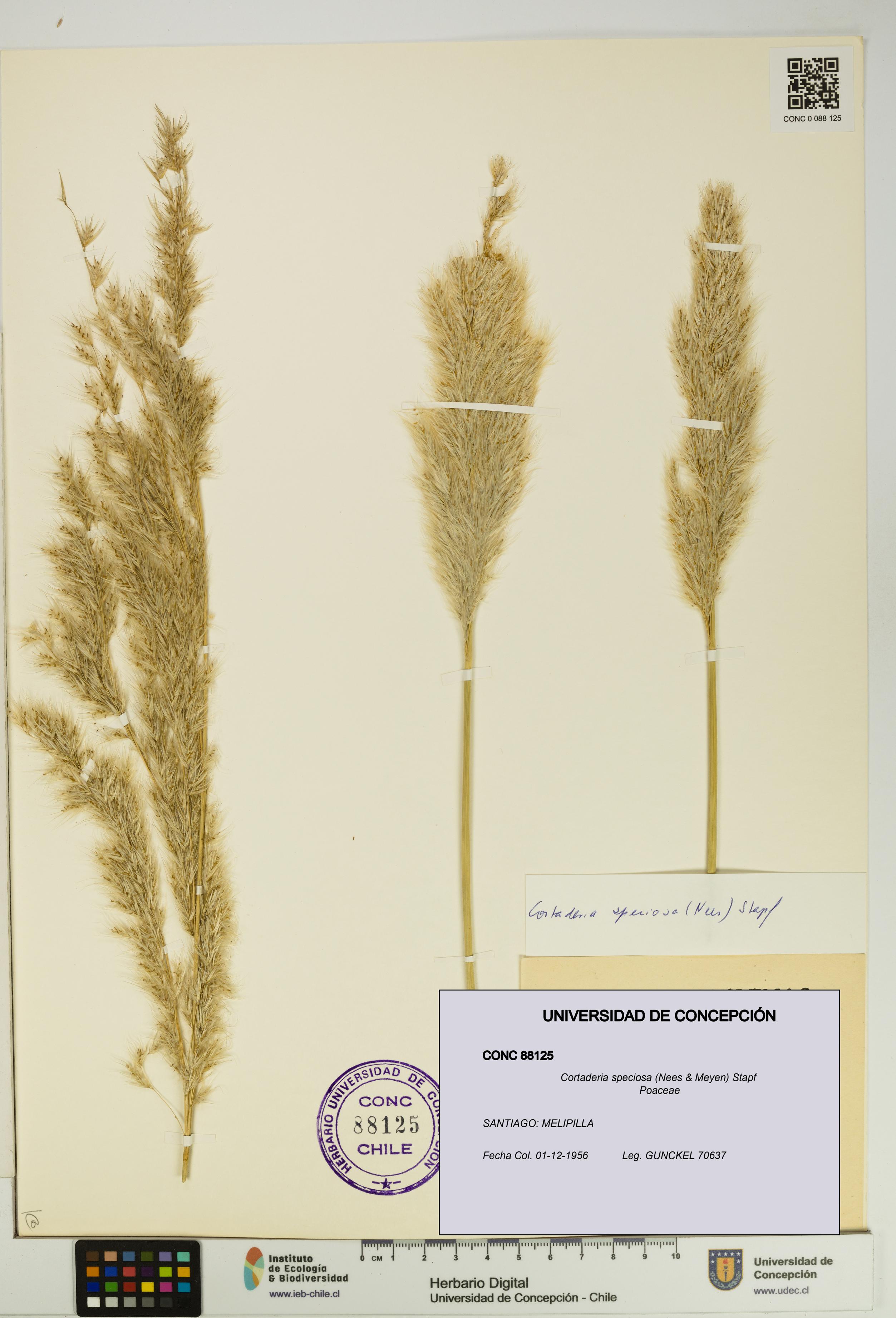 Cortaderia speciosa [Espécimen: UDEC:CONC:0088125]