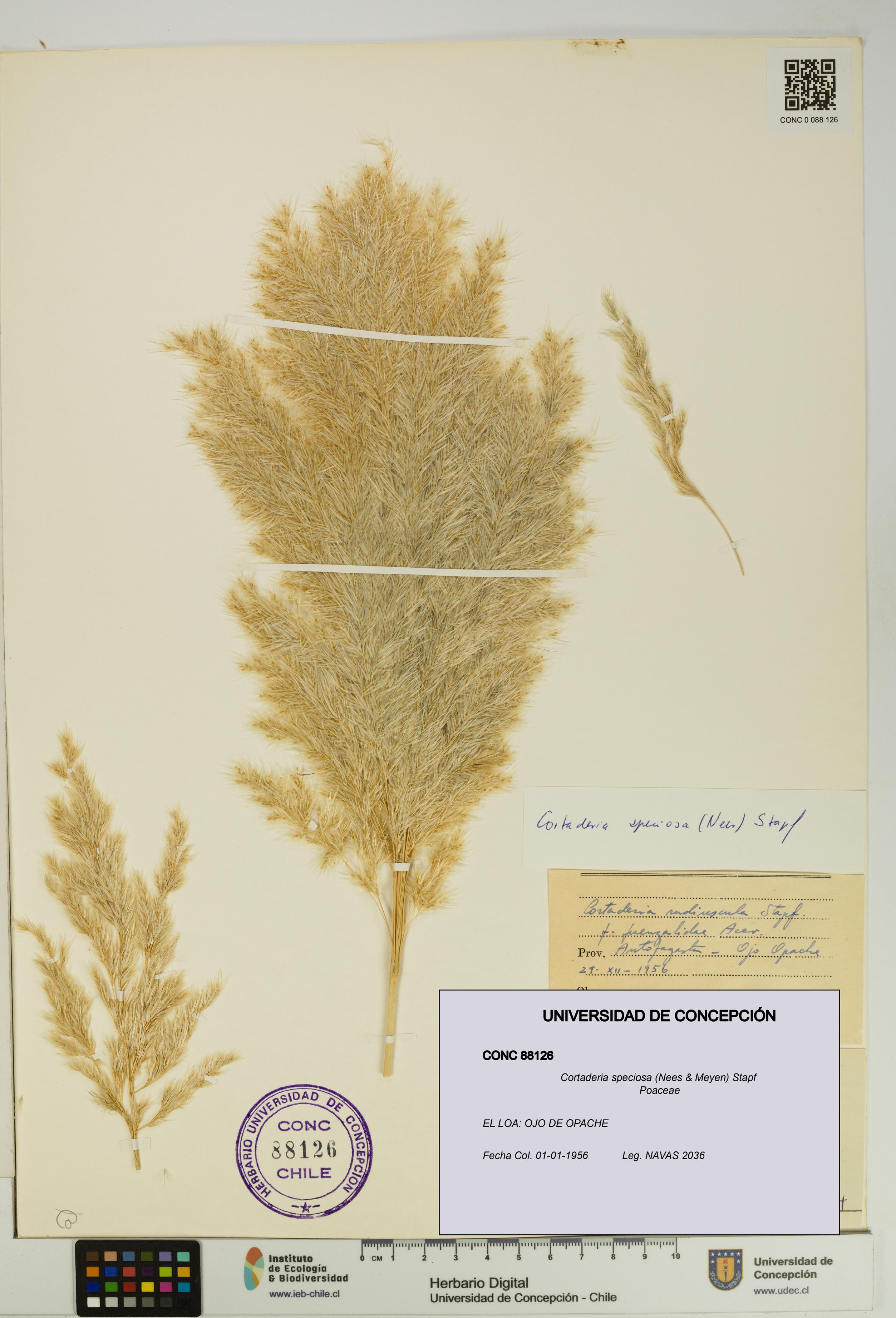 Cortaderia speciosa [Espécimen: UDEC:CONC:0088126]