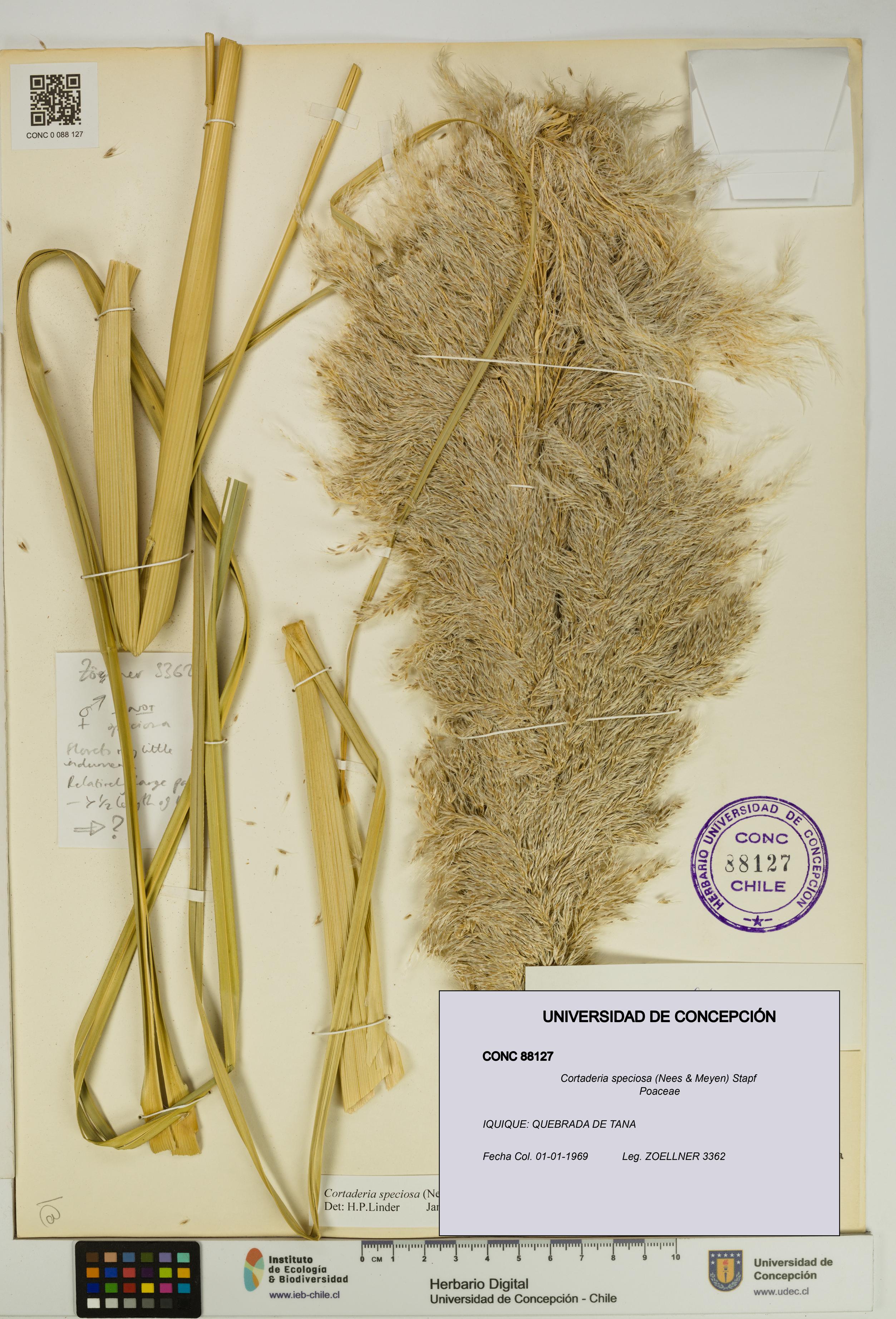 Cortaderia speciosa [Espécimen: UDEC:CONC:0088127]