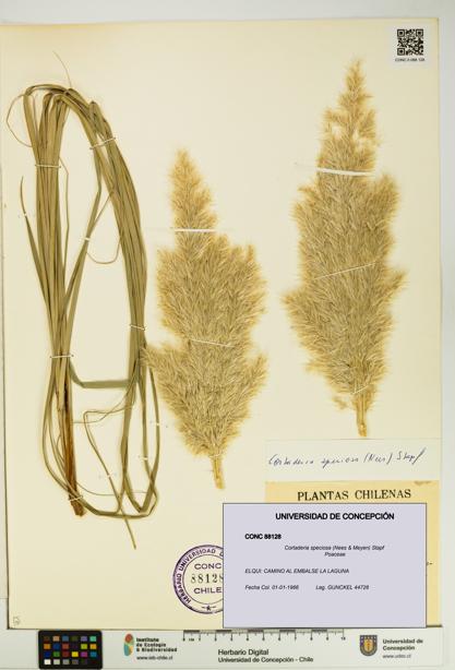 Cortaderia speciosa [Espécimen: UDEC:CONC:0088128]