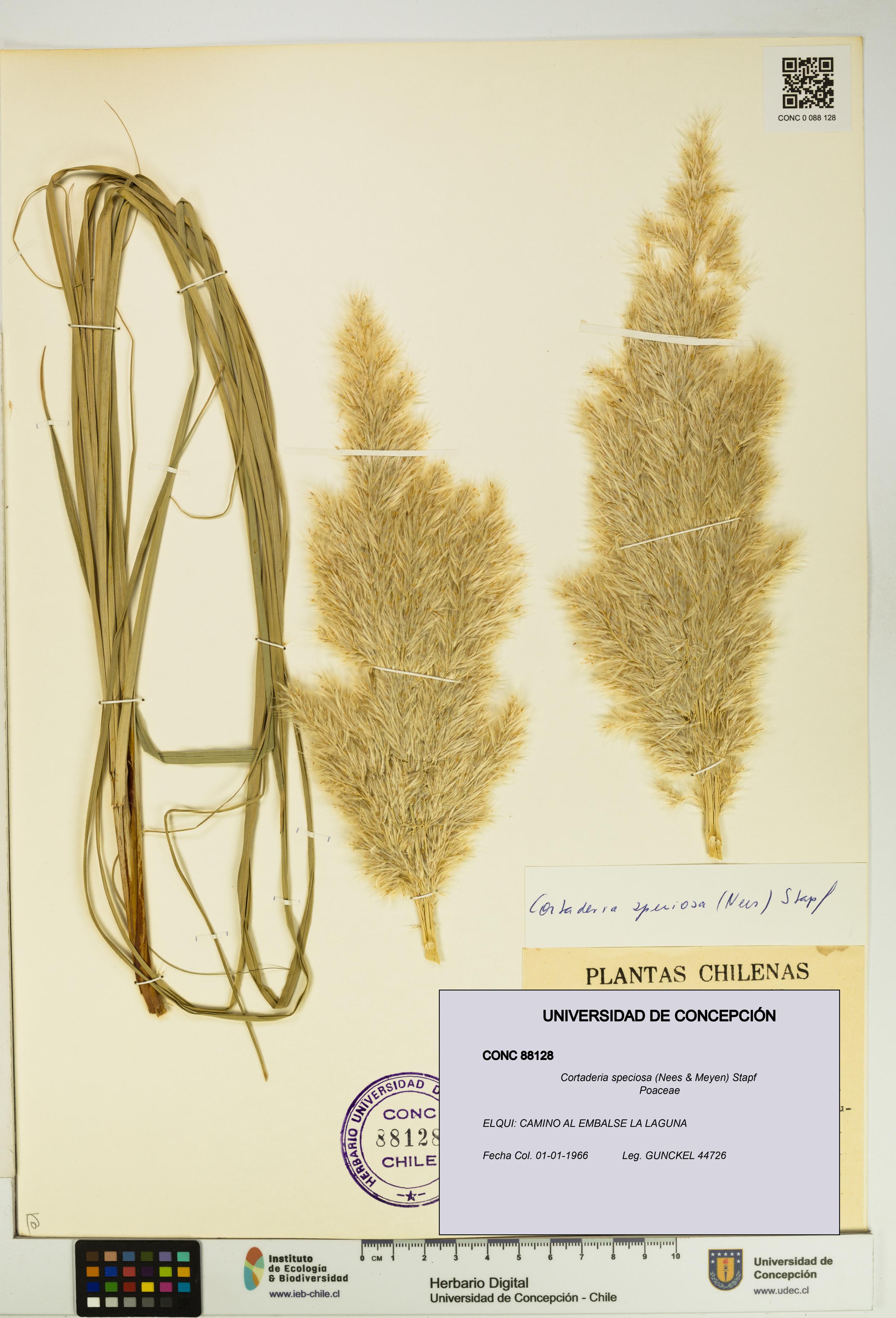 Cortaderia speciosa [Espécimen: UDEC:CONC:0088128]