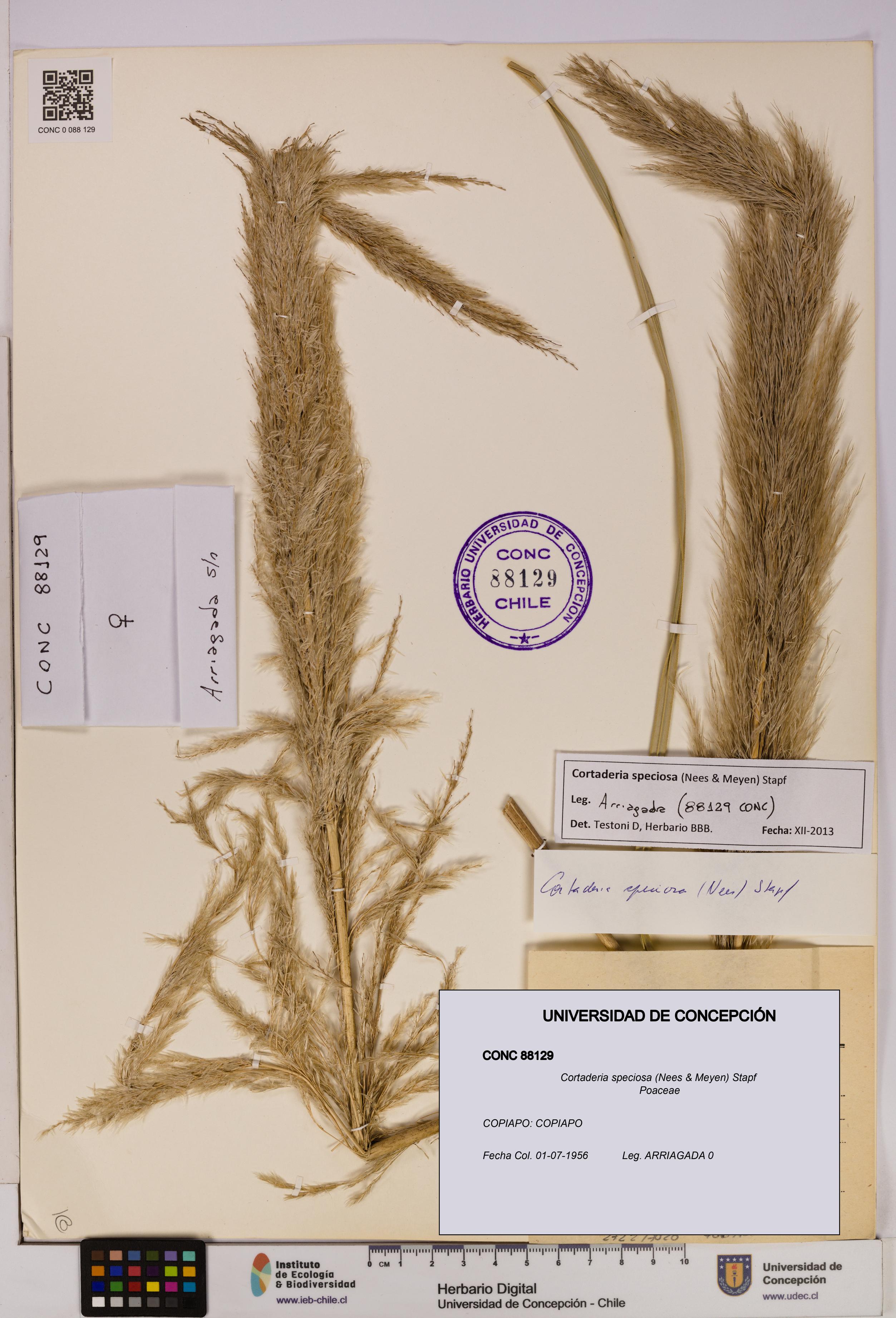 Cortaderia speciosa [Espécimen: UDEC:CONC:0088129]