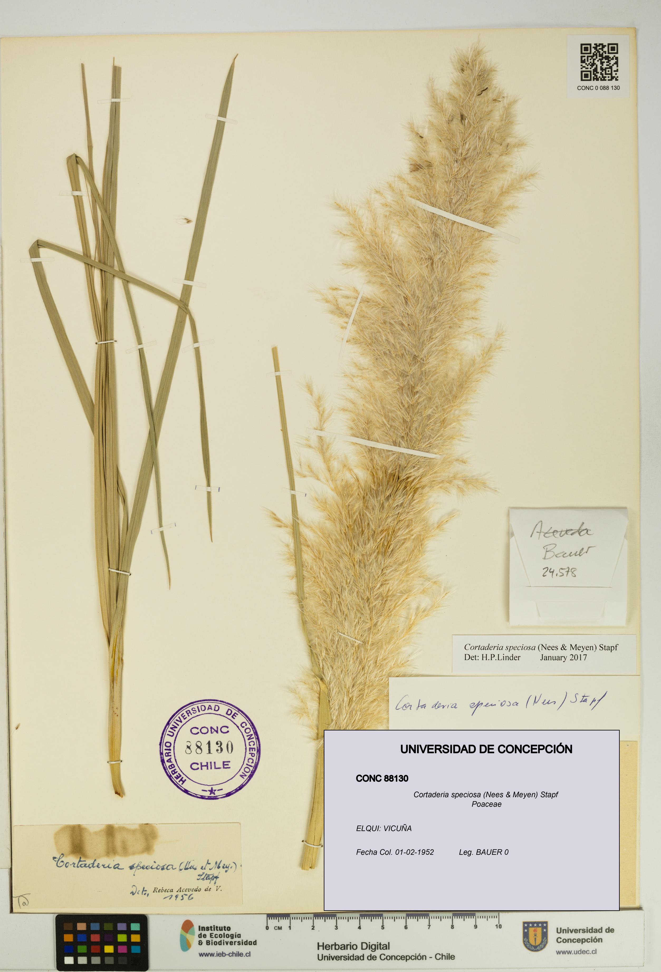 Cortaderia speciosa [Espécimen: UDEC:CONC:0088130]