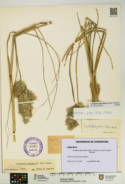 Cortaderia egmontiana [Espécimen: UDEC:CONC:0088131]