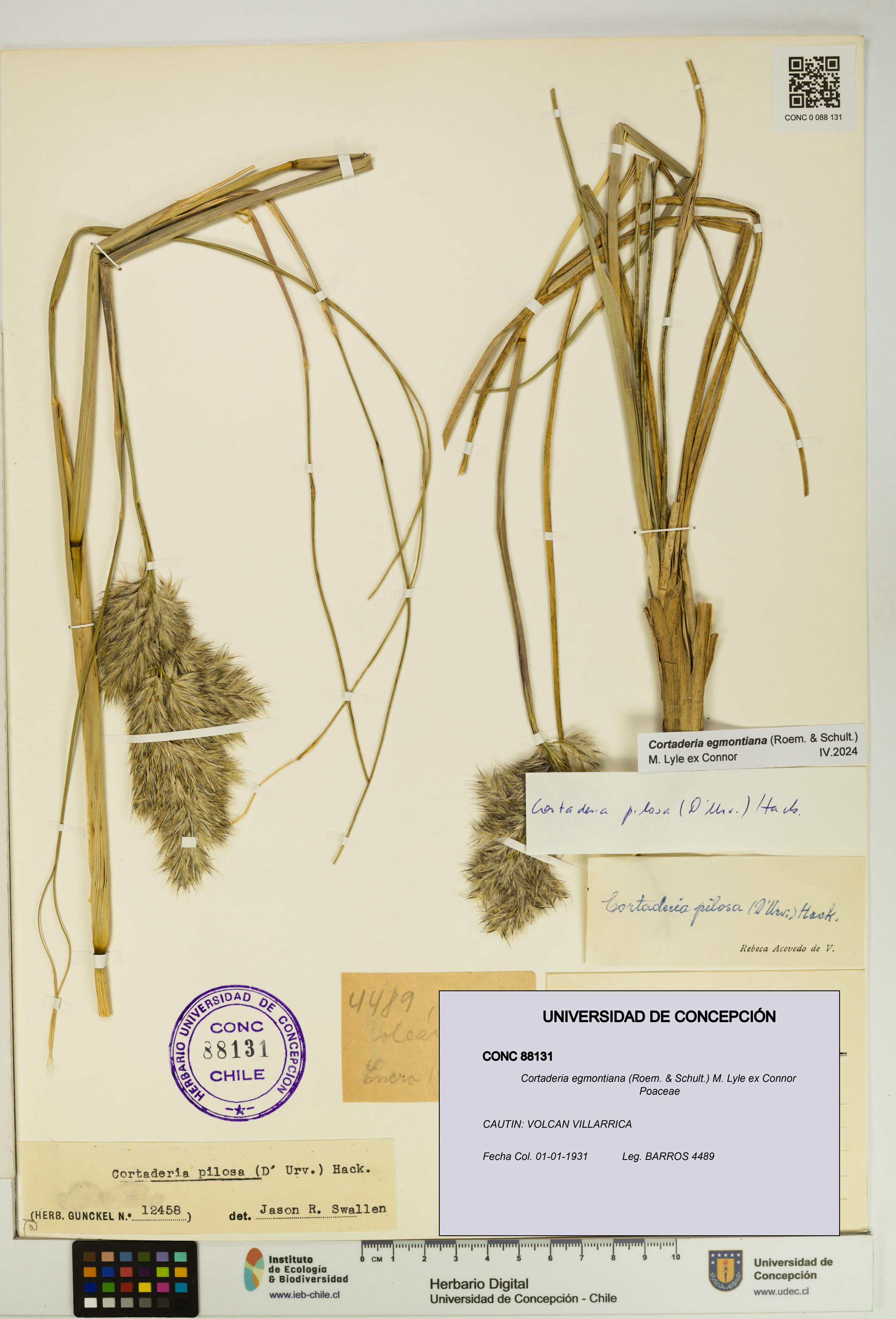 Cortaderia egmontiana [Espécimen: UDEC:CONC:0088131]
