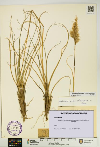Cortaderia egmontiana [Espécimen: UDEC:CONC:0088132]