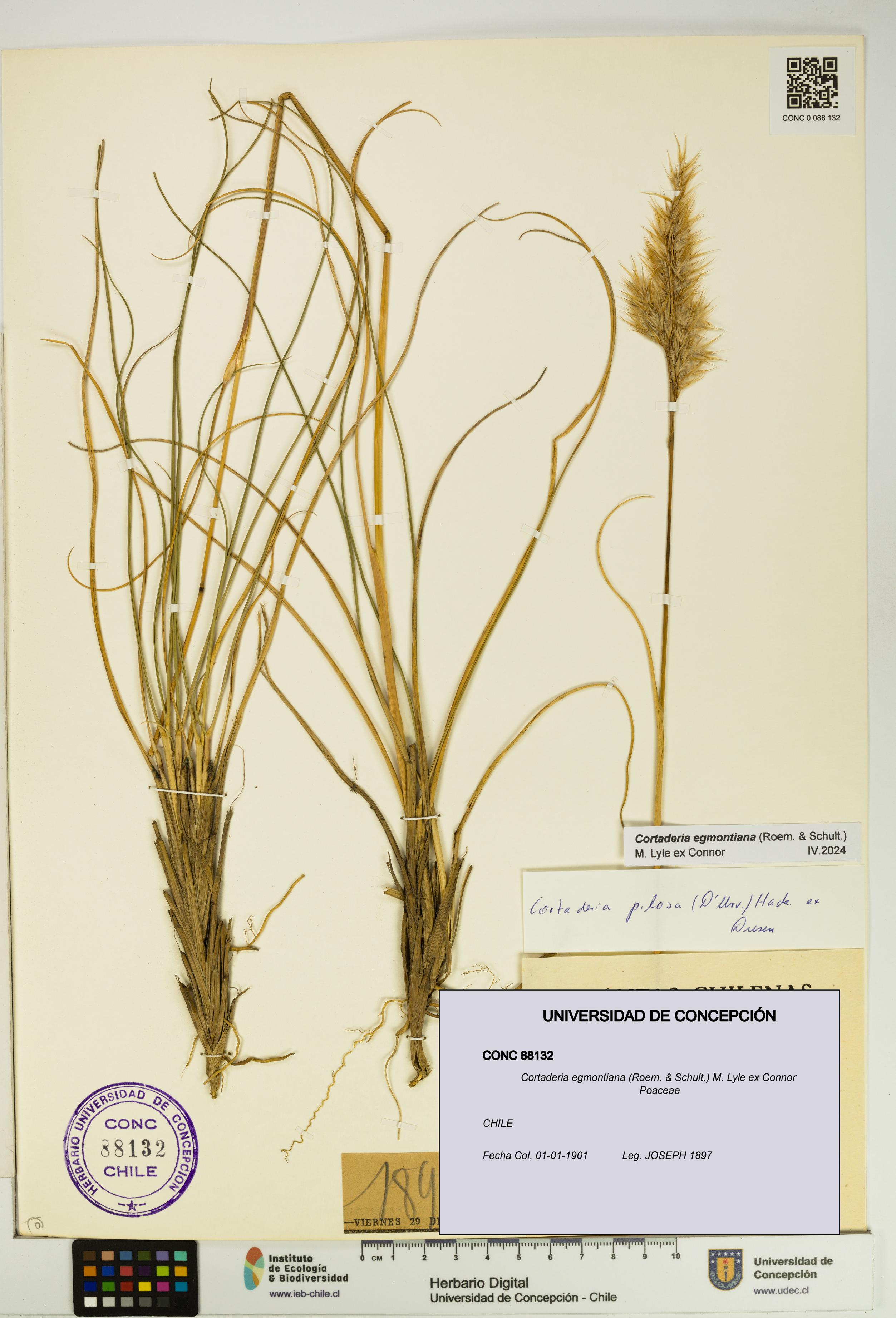 Cortaderia egmontiana [Espécimen: UDEC:CONC:0088132]