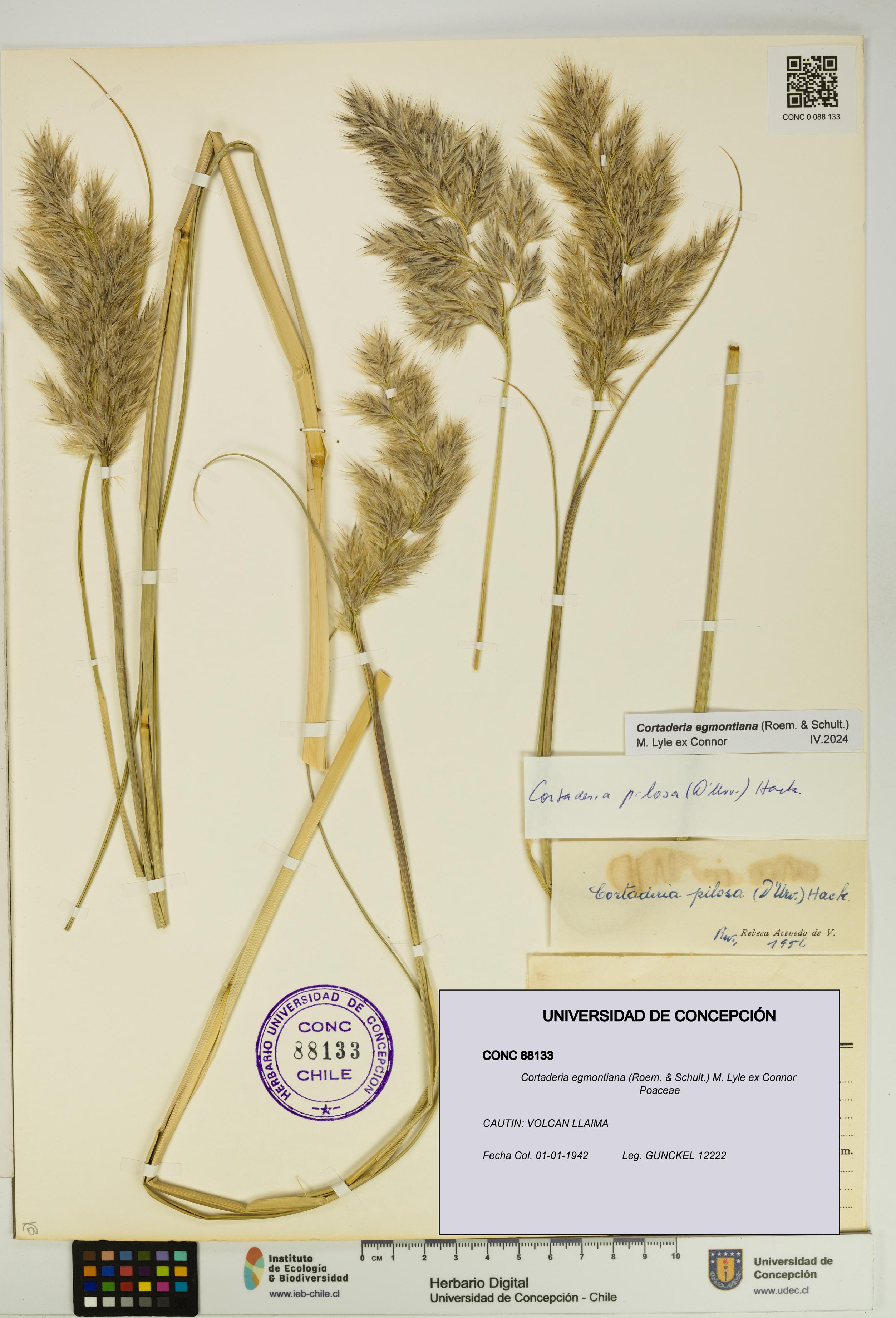 Cortaderia egmontiana [Espécimen: UDEC:CONC:0088133]
