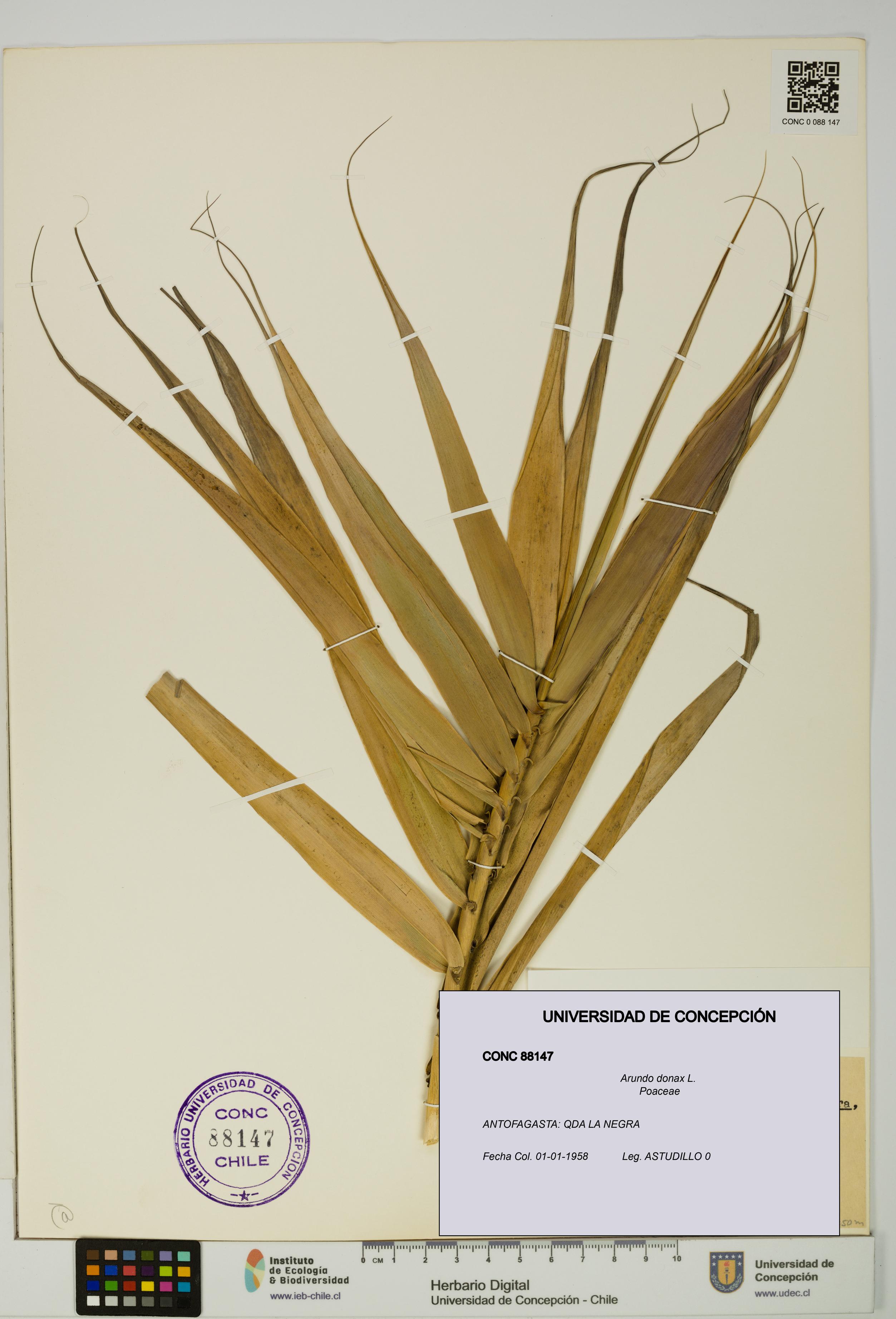 Arundo donax [Espécimen: UDEC:CONC:0088147]