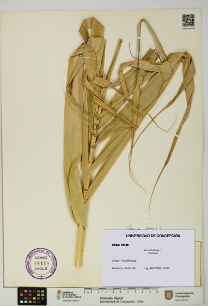 Arundo donax [Espécimen: UDEC:CONC:0088148]