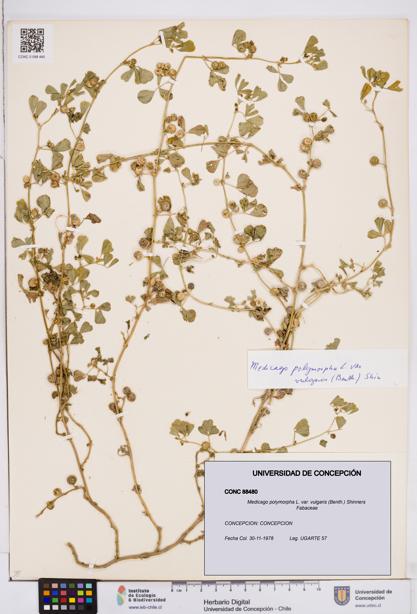 Medicago polymorpha var. vulgaris [Espécimen: ]