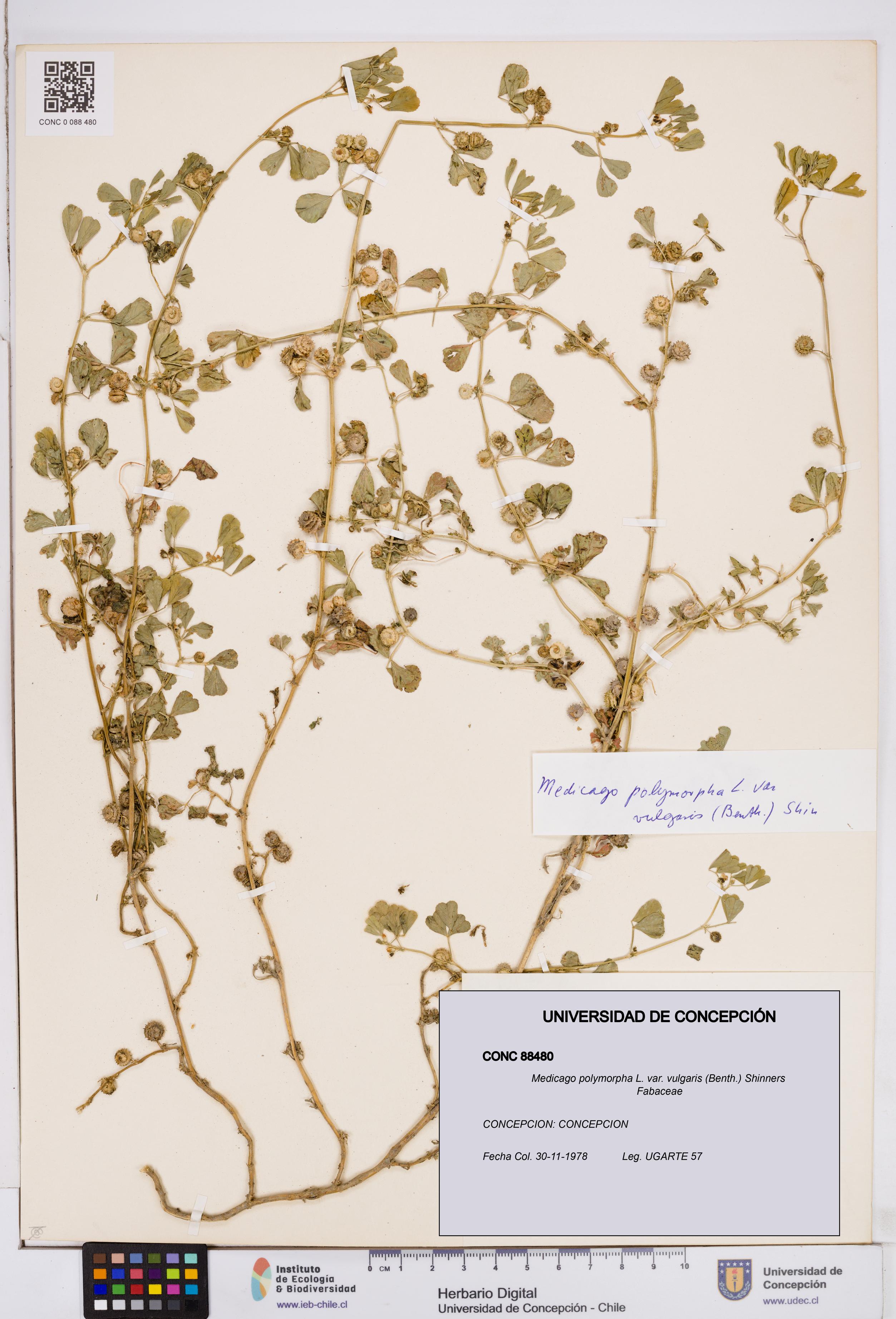 Medicago polymorpha var. vulgaris [Espécimen: ]
