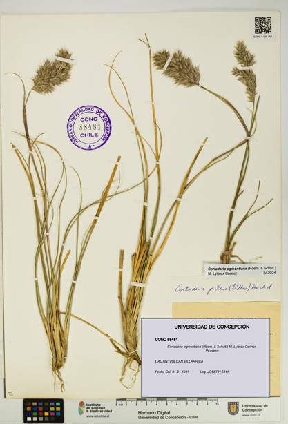 Cortaderia egmontiana [Espécimen: UDEC:CONC:0088481]