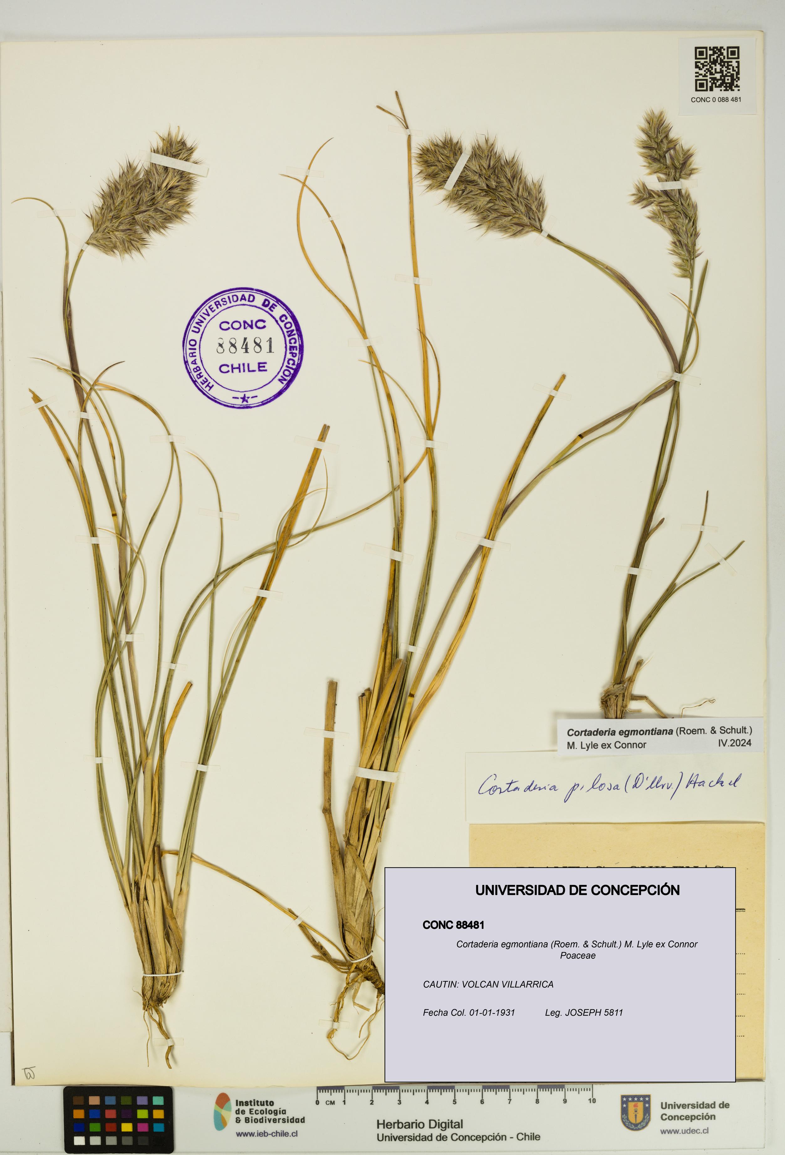 Cortaderia egmontiana [Espécimen: UDEC:CONC:0088481]