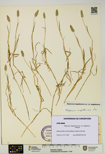 Alopecurus magellanicus var. magellanicus [Espécimen: UDEC:CONC:0088528]